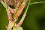 River bulrush